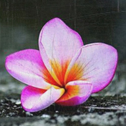 නිවෙන්නට උපකාර වන මල් පූජාව