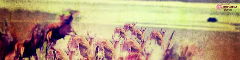 Who really won? Who really defeated?